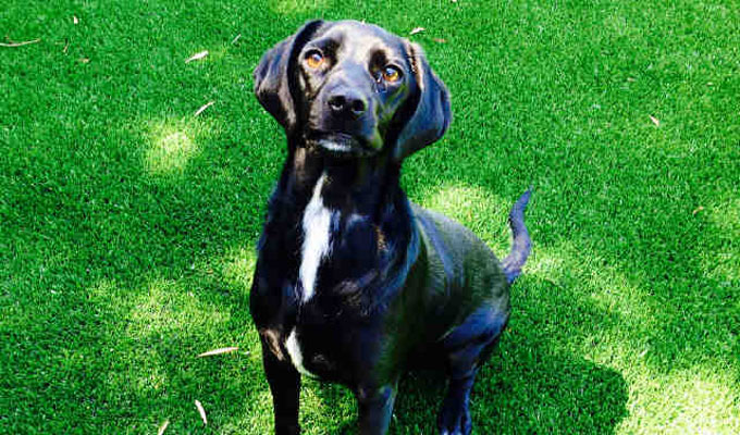 can a beagle and a labrador retriever be friends