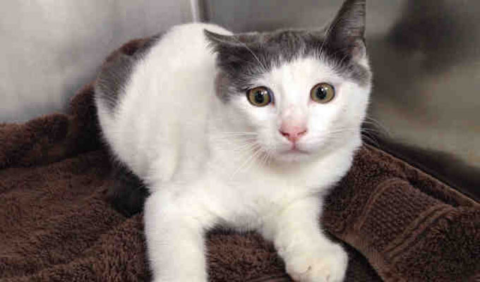 Momo - Adoptable <b>Cat - male</b>, white and gray Domestic Shorthair. - MomoCat