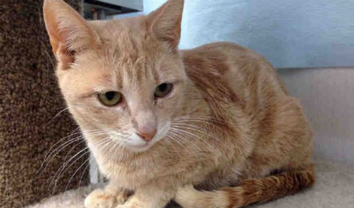 Samantha - Adoptable Cat - female, orange tabby and dilute Domestic ...